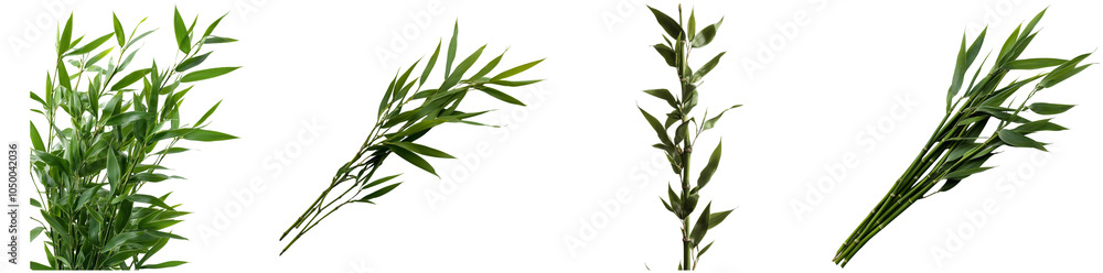 Fototapeta premium Lush bamboo branches are displayed from different angles, highlighting their vibrant green leaves and natural elegance on a clean white background, perfect for design or decoration