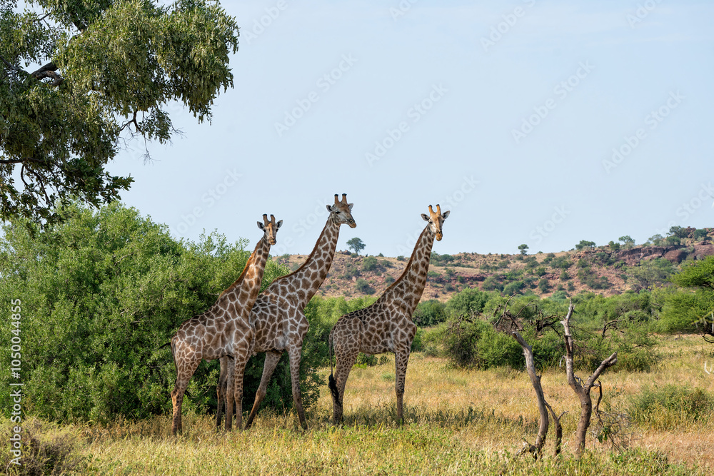 Fototapeta premium Giraffe . South African giraffe or Cape giraffe (Giraffa giraffa or camelopardalis giraffa) hanging around in Mashatu Game Reserve in the Tuli Block in Botswana