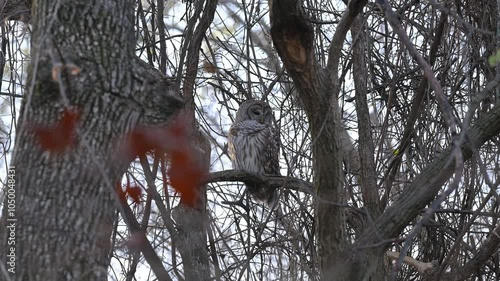 Male Barred Owl! photo