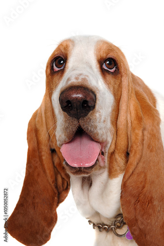 Happy  Basset Hound  dog on a white background