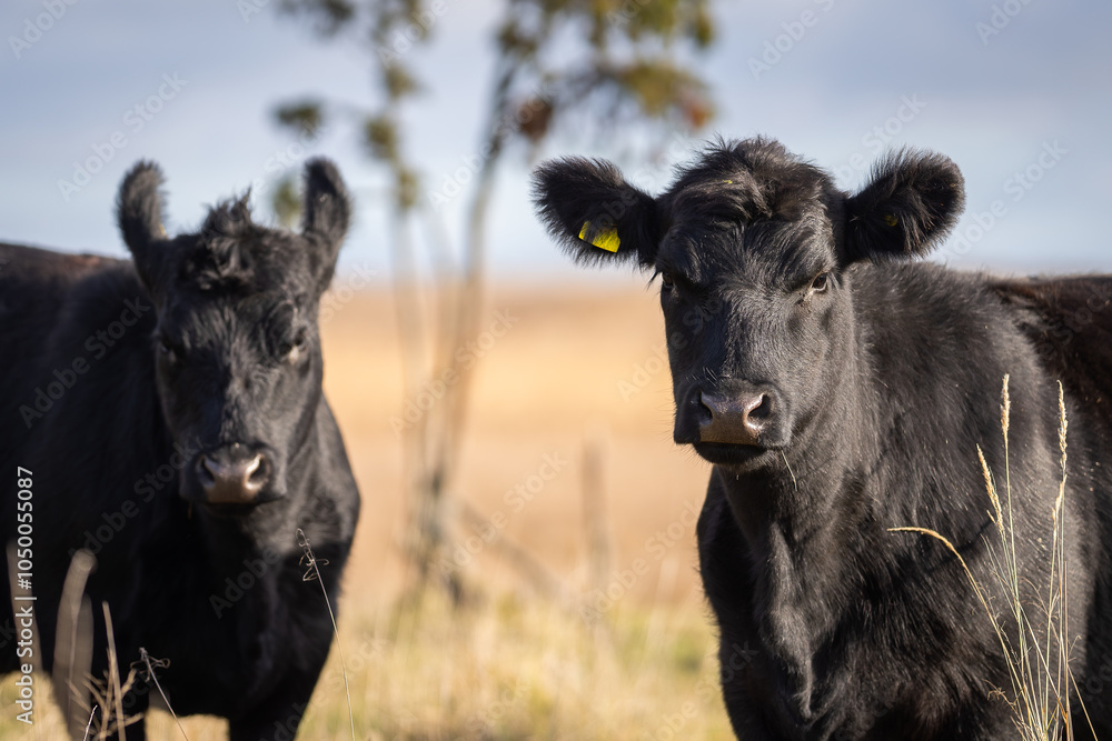 Ταπετσαρία An Aberdeen Angus Calf on coastal meadow