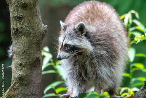 Raton laveur dans l'herbe, vue de face