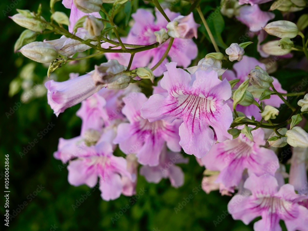Fototapeta premium Close-up of flowers of the pink trumpet vine (Podranea ricasoliana). Spain