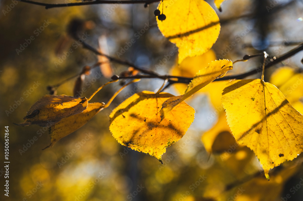 Obraz premium Autumn Tree on a Sunny Fall Day