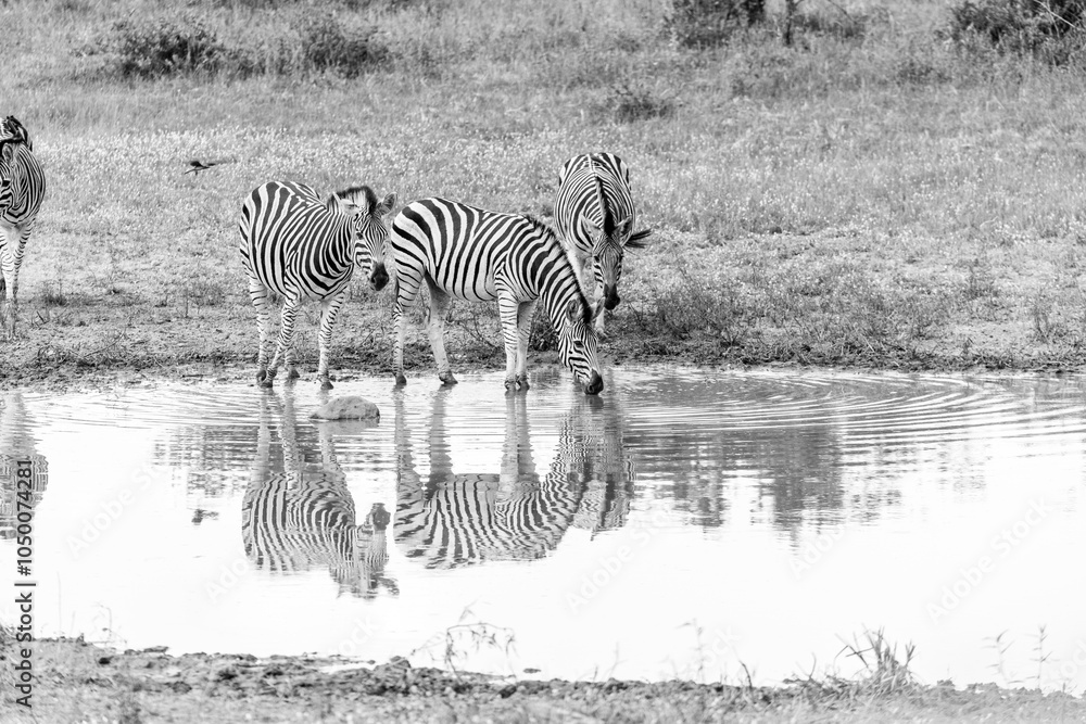 Fototapeta premium Serenity Reflected: Zebras Drinking from a Calm Waterhole