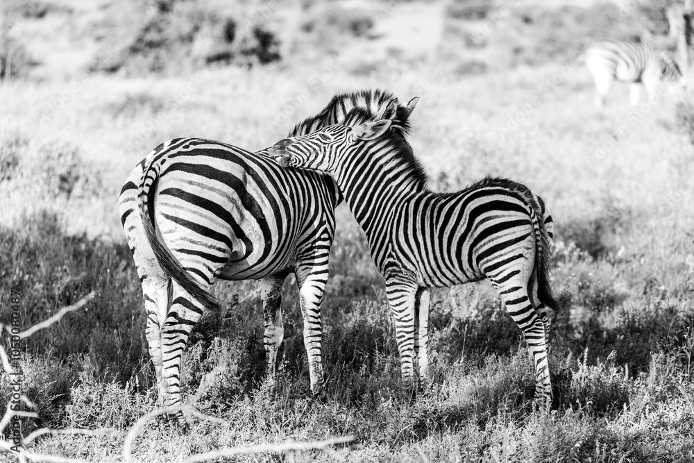 Fototapeta premium Bond Beyond Stripes: Mother and Baby Zebra Moment
