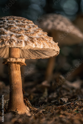 Nahaufnahme eines Schirmpilzes im Waldboden mit warmem Licht und unscharfem Hintergrund photo