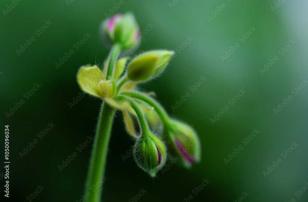 Macro photograph of a flower. blooming flower. Macro photograph of a flower. blooming flower.