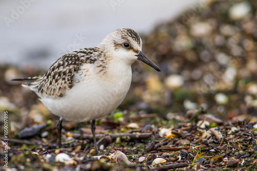 Piaskowiec, sanderling (Calidris alba)