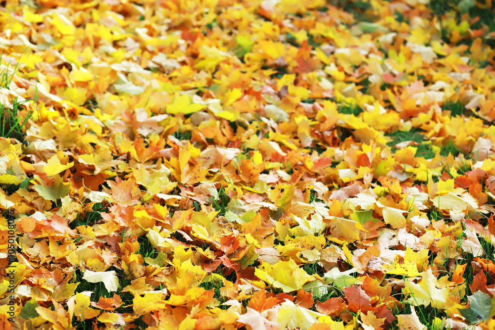 city park without people on an autumn day, bright rays of the sun shine through the crowns of maple trees city park without people on an autumn day, bright rays of the sun shine through the crowns of maple trees