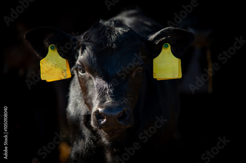 Black angus newborn calf portrait