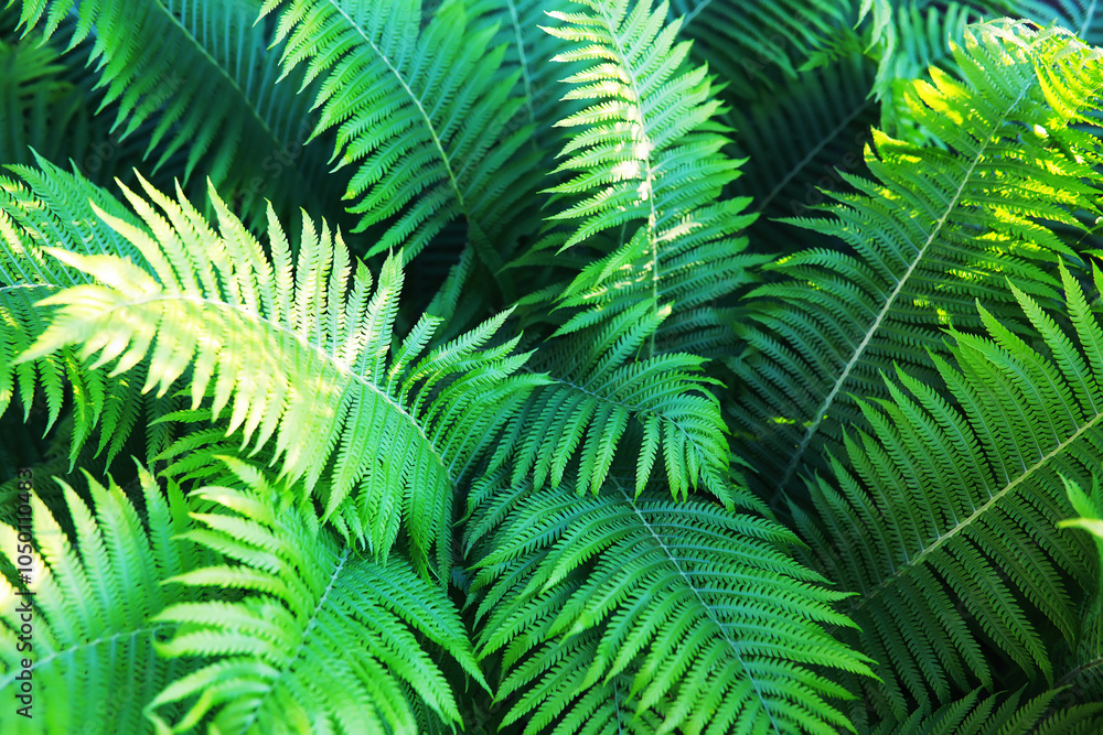 Green Leaves.Nature background. The natural background in the park, with blurred winds, fresh air and coolness. Green Leaves.Nature background. The natural background in the park, with blurred winds, fresh air and coolness.