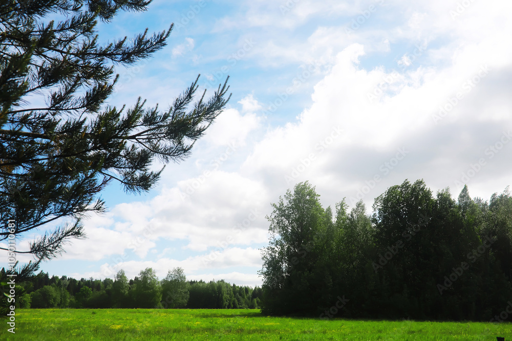 Fototapeta premium Green Leaves.Nature background. The natural background in the park, with blurred winds, fresh air and coolness.