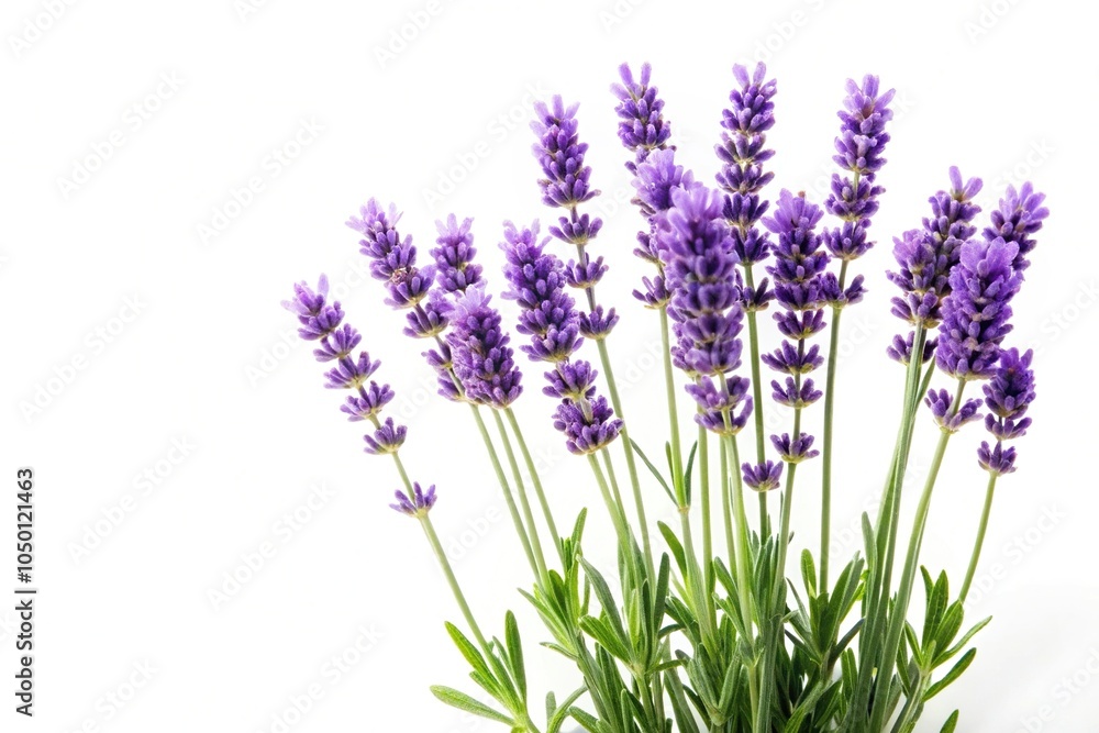 Naklejka premium Lavender flower plant isolated on white background in forced perspective