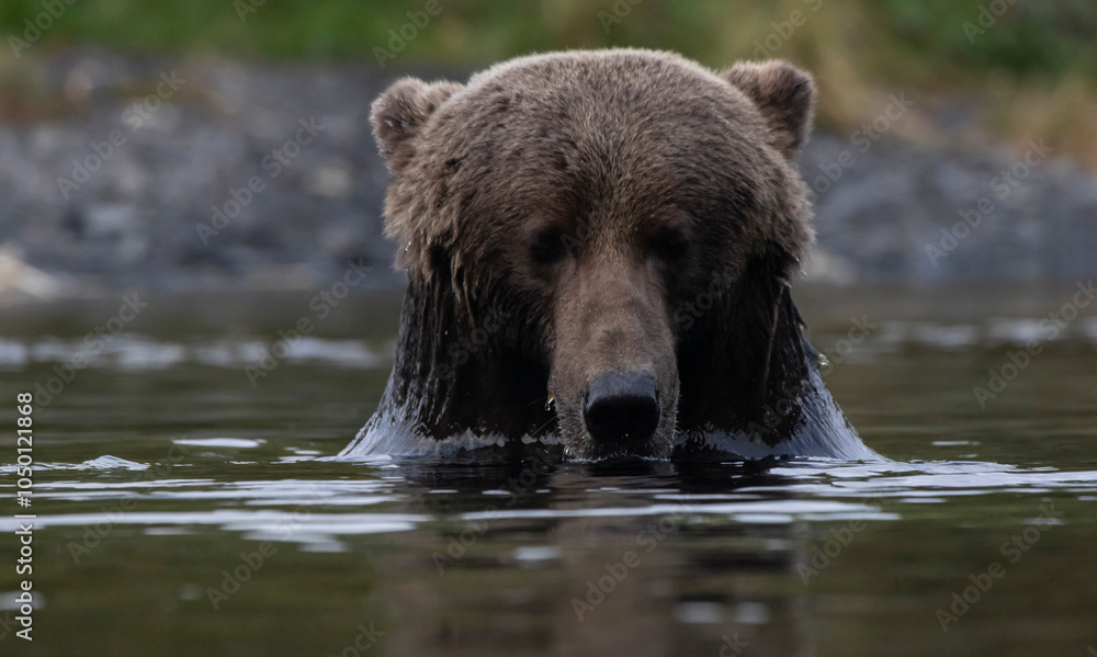 brown bear in water brown bear in water