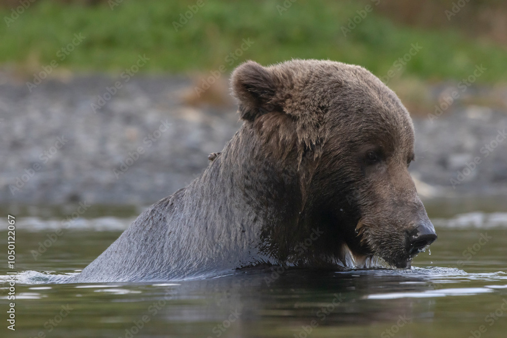Obraz premium brown bear in water