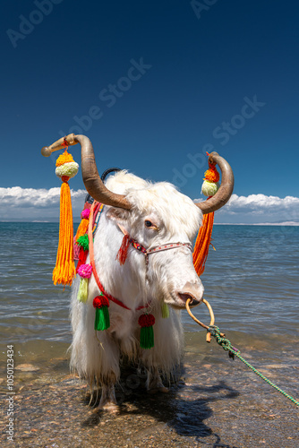 White Yak beside Qinghai Lake, the biggest lake of China photo