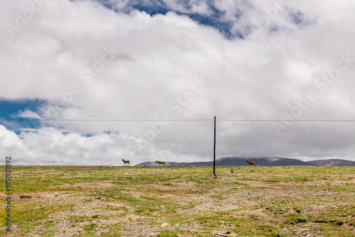 Himalayan donkeys at Qinghai-Tibetan highway going through no mans land of Kunlun mountains, Hoh Xil photo