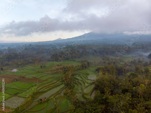 Aerial view of lush terraced rice fields and misty mountains. photo