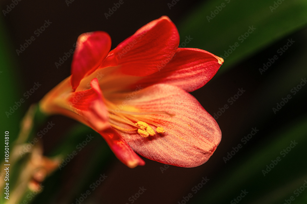 floral background of blooming clivia close up floral background of blooming clivia close up