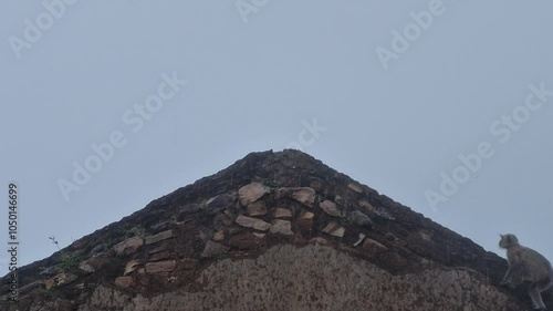 A monkey climbs and descends the triangular cliff wall at Kalinjar Fort, showcasing agility against the historic backdrop of the fort's rugged architecture and scenic surroundings in Bundelkhand. photo