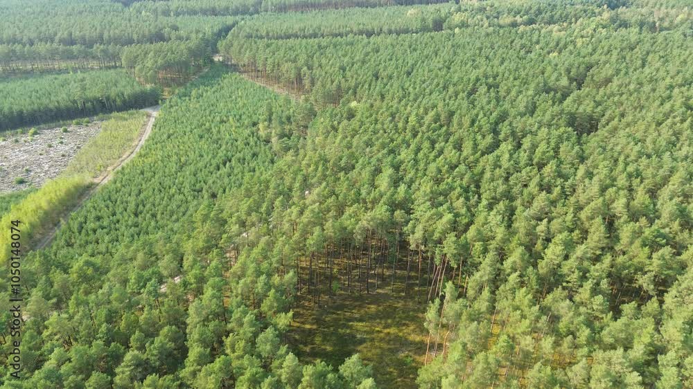 Scenic aerial view of green pine plantation Scenic aerial view of green pine plantation