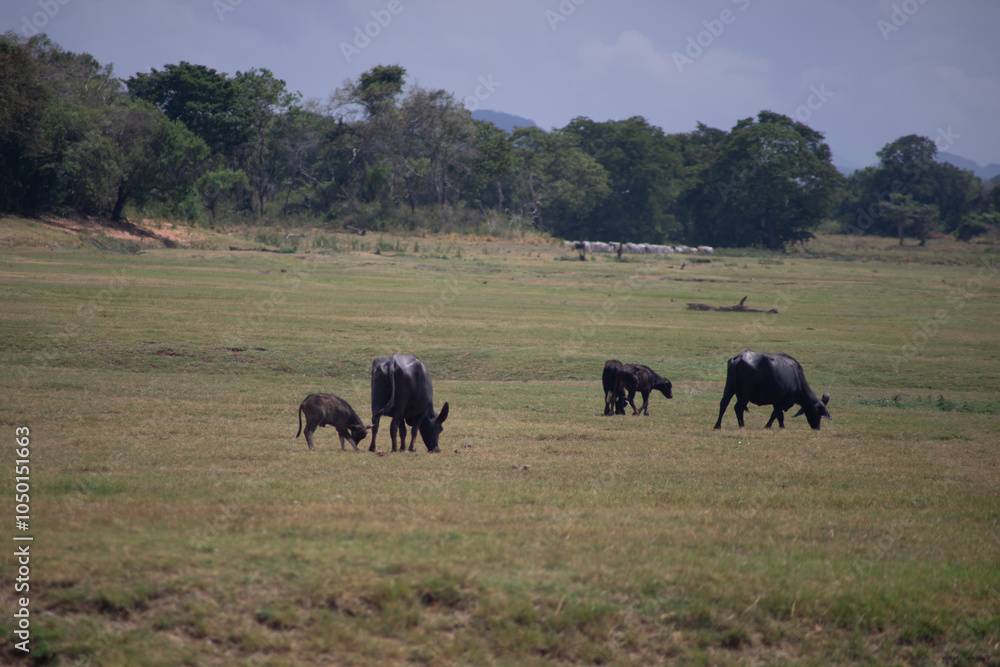 Water buffalo grazing in a vast, open field under a cloudy sky. Water buffalo grazing in a vast, open field under a cloudy sky.