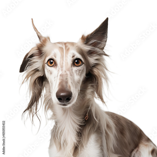 Silken Windhound on white background photo