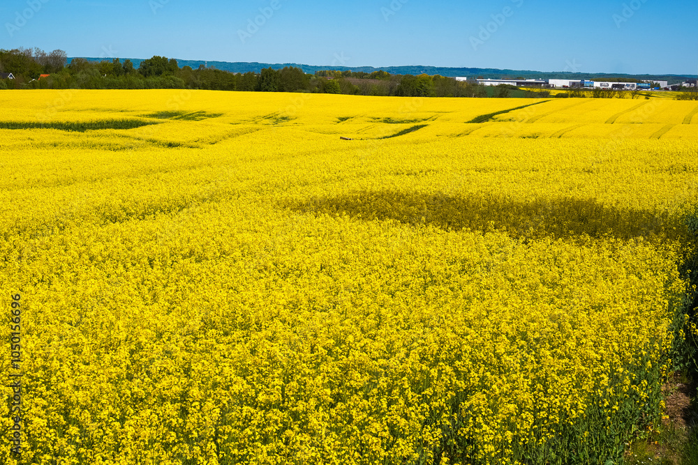 Obraz premium Rapeseed field, oilseed rape blooming in farmland in countryside of Southern Sweden