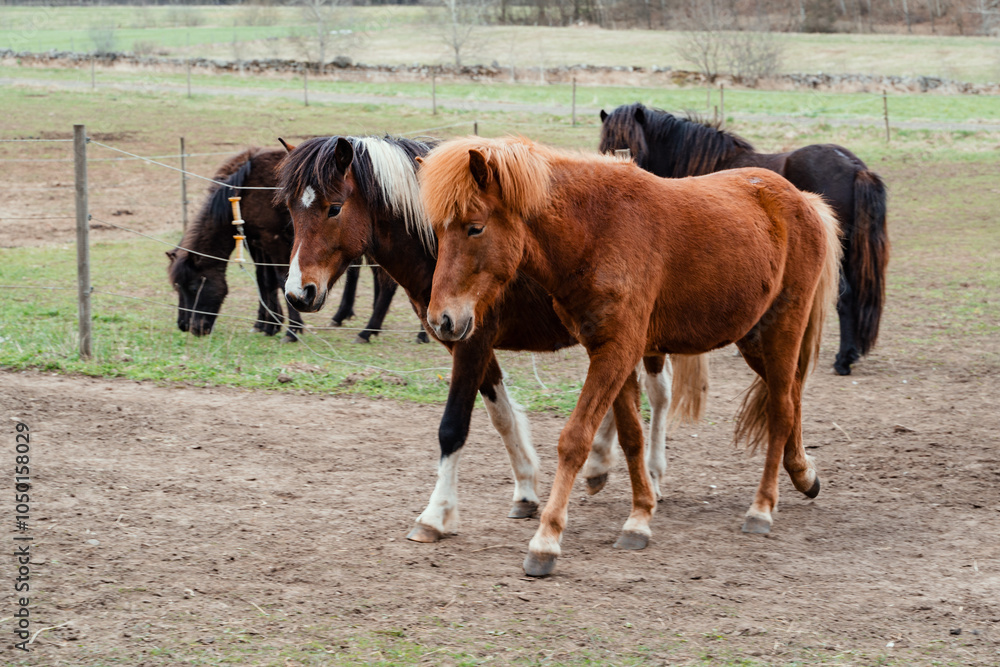 Icelandic horses on a farm in the south of Sweden Icelandic horses on a farm in the south of Sweden
