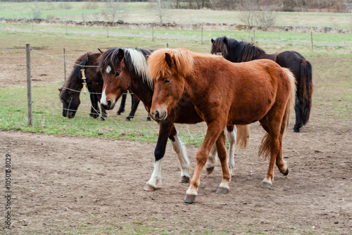 Obraz na płótnie Icelandic horses on a farm in the south of Sweden w salonie