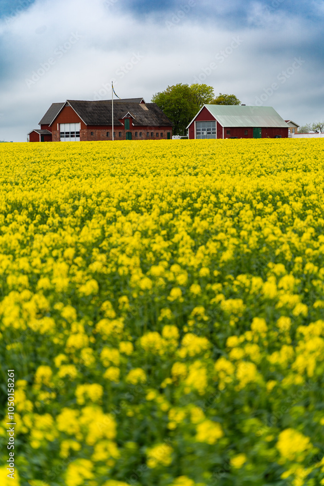 Yellow fields of rapeseed with barn on background in Southern, Sweden. Rapeseed (canola) fields blooming. Farm industry concept.