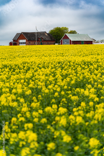 Obraz na płótnie Yellow fields of rapeseed with barn on background in Southern, Sweden. Rapeseed (canola) fields blooming. Farm industry concept. w salonie
