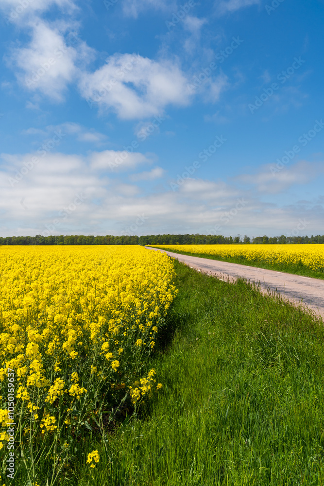 Straight asphalt road across rape field in Southern Sweden