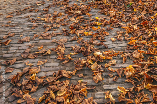 Fallen tree leaves on historic pavement. It is autumn in the Netherlands. photo