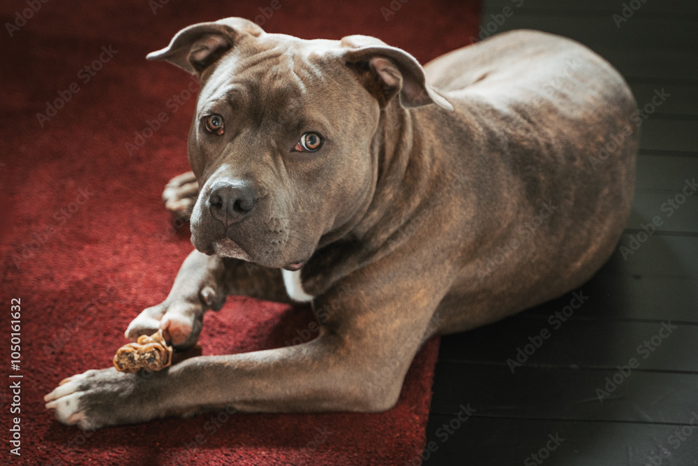 American Bully Puppy Portrait. American Bully Pocket dog