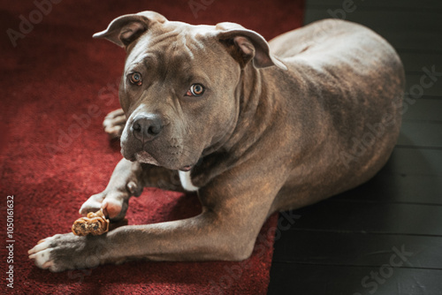 Obraz na płótnie American Bully Puppy Portrait. American Bully Pocket dog w salonie