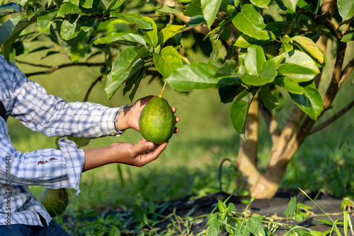 Close up of farmer hand is checking the avocado fruit for ripen and disease blemish during harvest season for tropical fruit farm and plantation photo