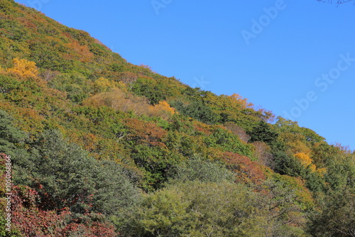 長野県ビーナスラインの紅葉と青空