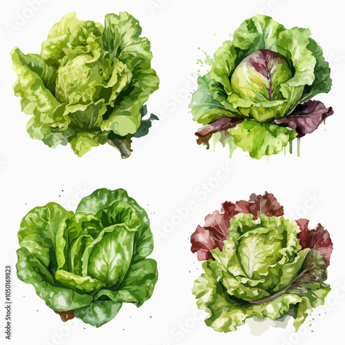 different types of lettuce are shown in a watercolor painting LETTUCE