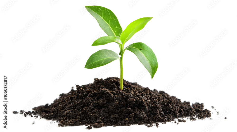 A small seedling emerging from the soil, symbolizing new growth and life in nature A small seedling emerging from the soil, symbolizing new growth and life in nature