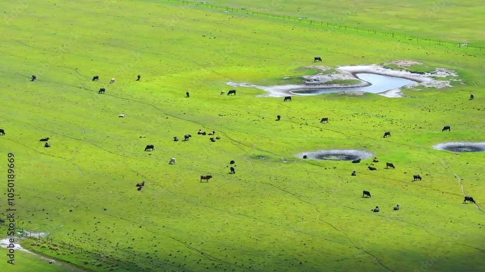 Production of organic dairy products. Milk cows grazing on green farm pasture. Feeding of cattle on farmland grassland Production of organic dairy products. Milk cows grazing on green farm pasture. Feeding of cattle on farmland grassland