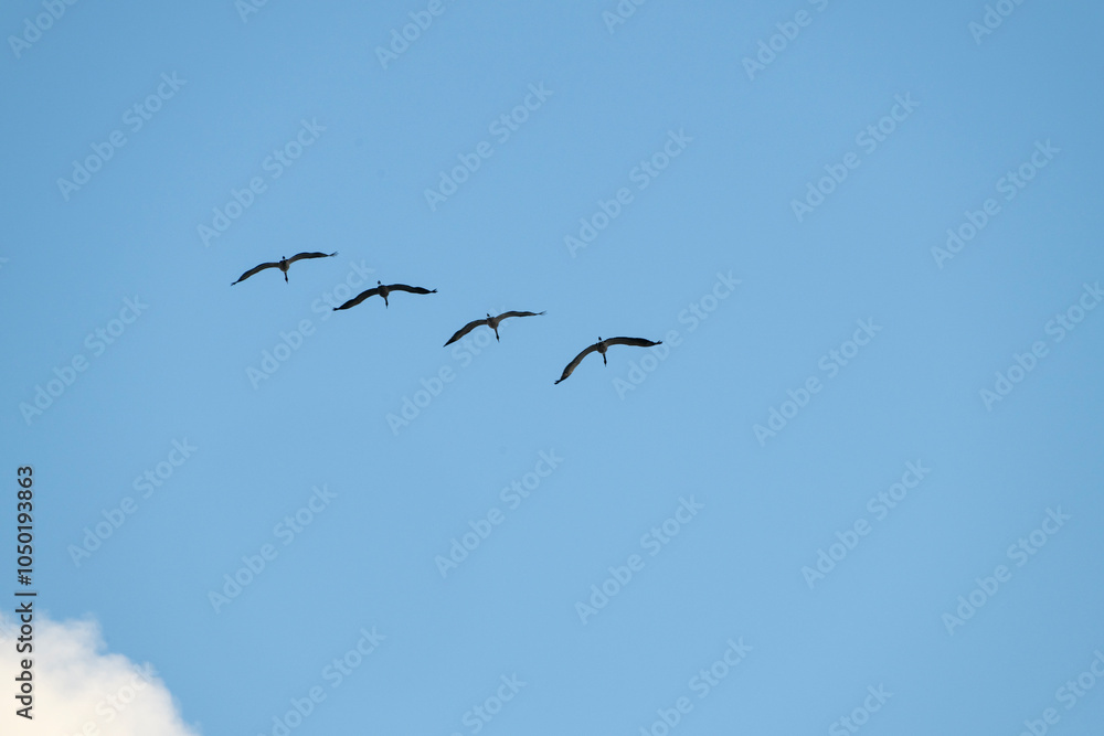 Fototapeta premium Vier Kraniche im Flug, grus grus