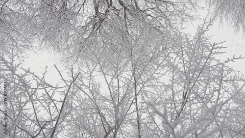 Enchanting Winter Wonder FrostLaden Trees Elegantly Posing Against a Misty Sky, Transcending the Ordinary and Evoking a Dreamy Atmosphere in the Heart of the Magical Woodland Landscape photo