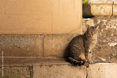 Gatto con muretto photo