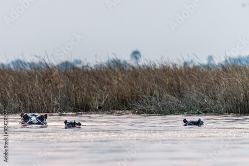 Telephoto shot of the head of a partially submerged hippopotamus, Hippopotamus amphibius, being restless in the Okavango Delta, Botswana.