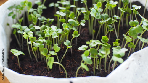 seedlings in pots