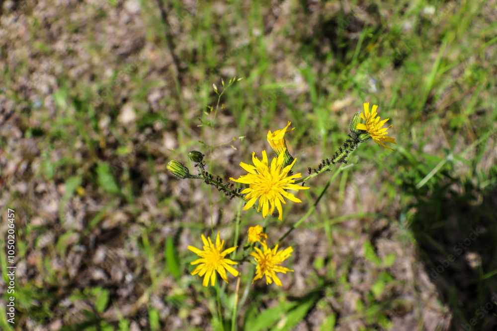 beautiful flowers bloom in the garden beautiful flowers bloom in the garden