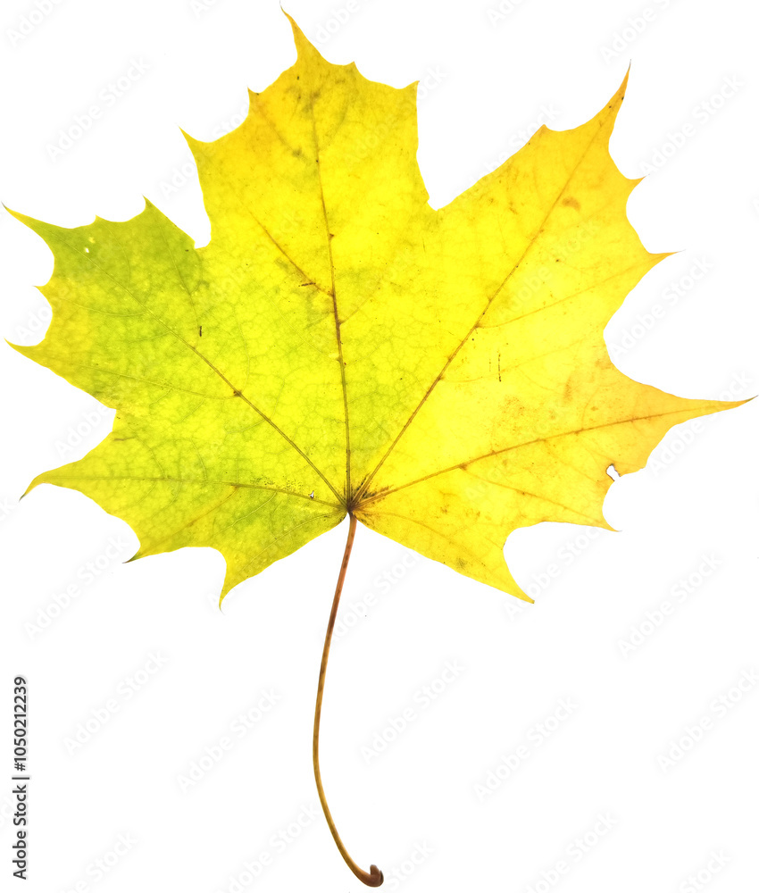 Autumn maple leaf isolated on white background Autumn maple leaf isolated on white background