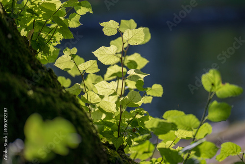 green leaves on the tree